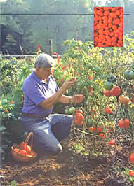 Grow Tomatoes Image